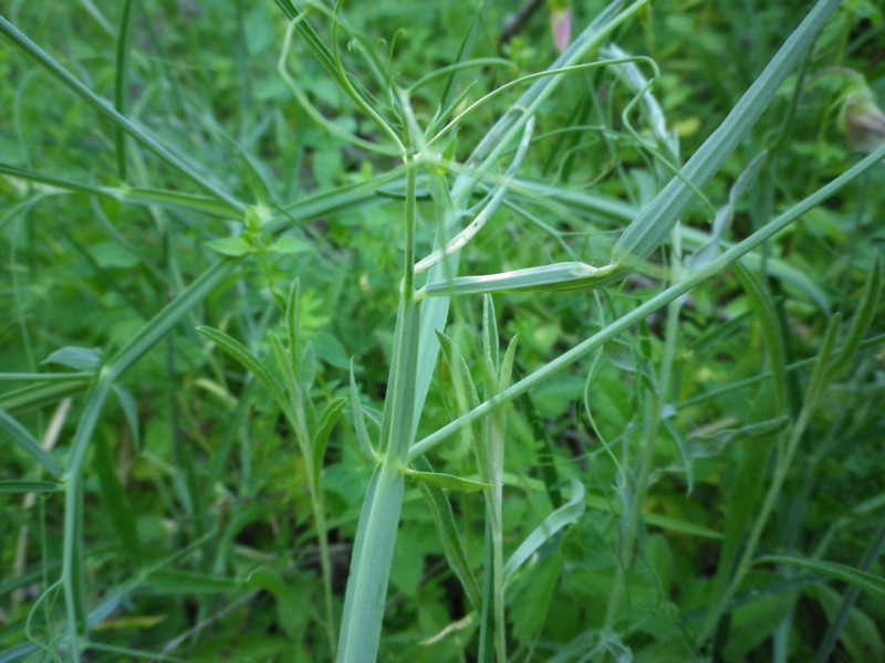 Leguminosa fucsia - Lathyrus sylvestris